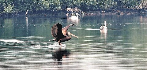A pelican soaked in oil flaps its wings Ennore creak in Chennai. (Photo | P Jawahar, EPS)