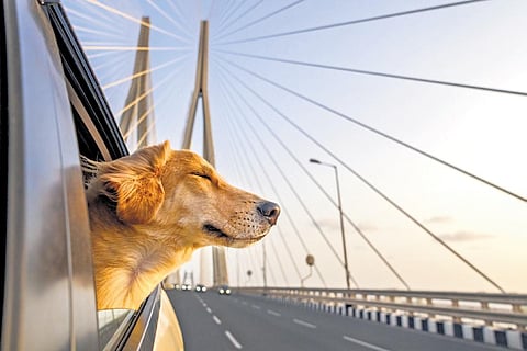 One of the pictures taken by Prathima Pingali