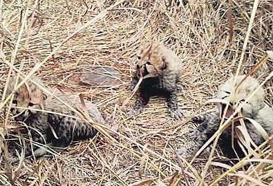 A Namibian Cheetah gave birth to three cubs in Kuno National Park