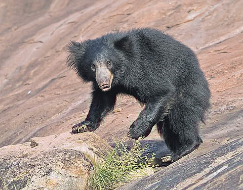 Sloth bear, Image used for representational purposes (Photo | Tharangini Bala, EPS)