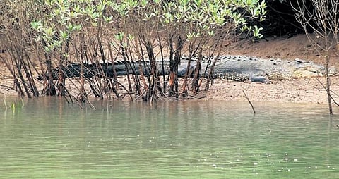 A saltwater crocodile sighted in Bhitarkanika National Park | express