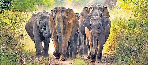 Representational image of wild elephants