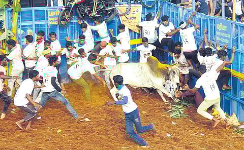 A total of 276 players were allowed to tame 559 bulls at the event held  on Saturday. (Photo | M Muthu Kannan, EPS)
