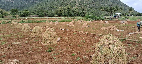 Farmers are dumping shallots on their fields in Nattarmangalam | Express