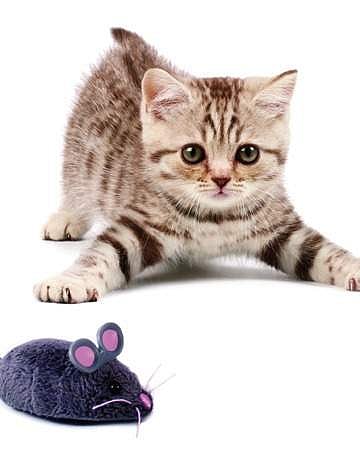 Do Cats Get Upset When You Take Their Toys Away? Surprising Truths Revealed