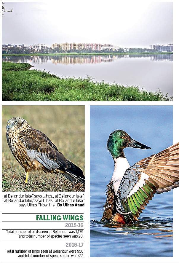 Birdwatching at Bellandur Lake
