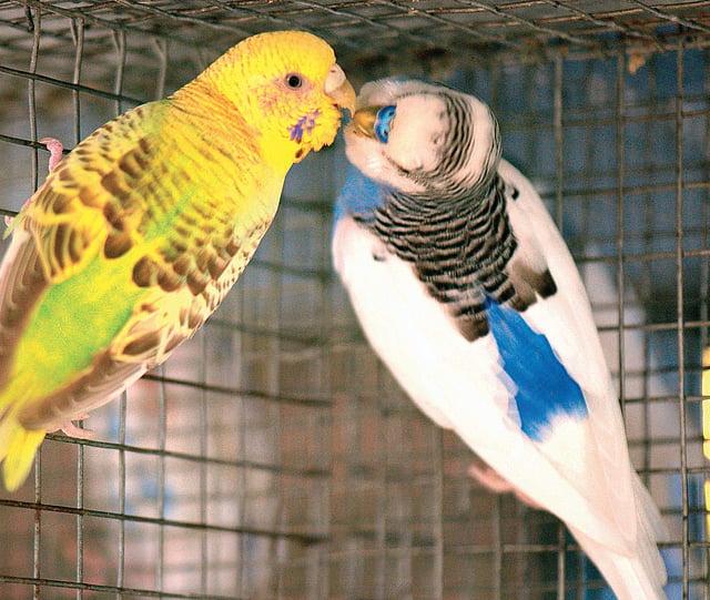 Why Do Love Birds Feed Each Other: Surprising Secrets Revealed