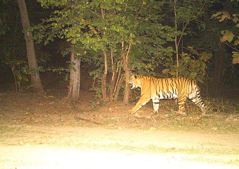 A camera trap picture of a tiger in Kawal Tiger Reserve in Telangana.