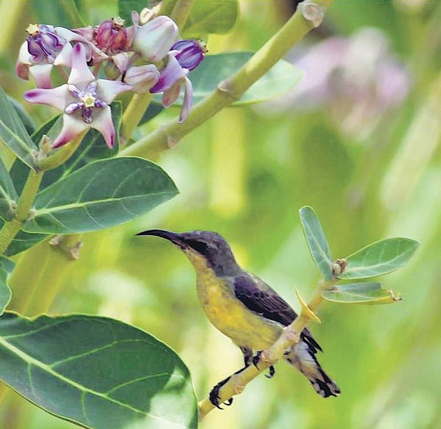 Shrubs That Attract Birds: Top Picks for a Vibrant Wildlife Garden