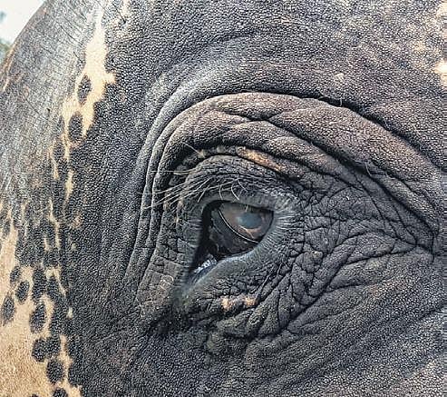 The left eye of the 35-yr-old tusker | Express