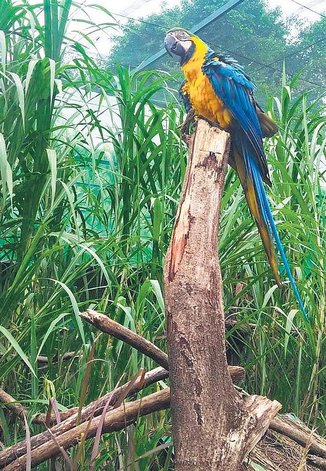 Where Do Exotic Birds Live: Discover Their Stunning Habitats Today