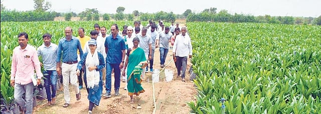 Adilabad Collector Sikta Pattnaik inspects the Talmadugu nursery along with officials