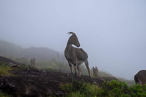 Nilgiri Tahr contribute to maintaining essential ecosystem processes through nutrient recycling in the high altitude shola-grasslands system.  