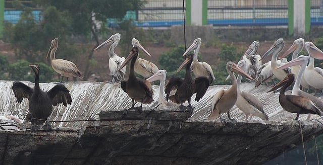Some Pelicans became black due to recent oil spill at ennore creek.