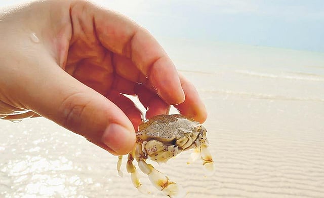  Crab-catching in Chapora