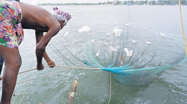 Cranes have a hearty fill as ‘Srank’ Frankiln tugs up the net 