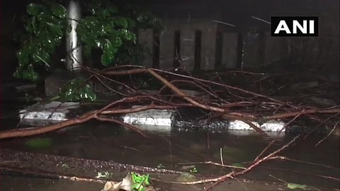 A tree uprooted due to heavy winds as Cylone Nivar made landfall. (Photo | Twitter/ANI)