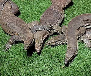 TN monitors lizards on Pondy menu