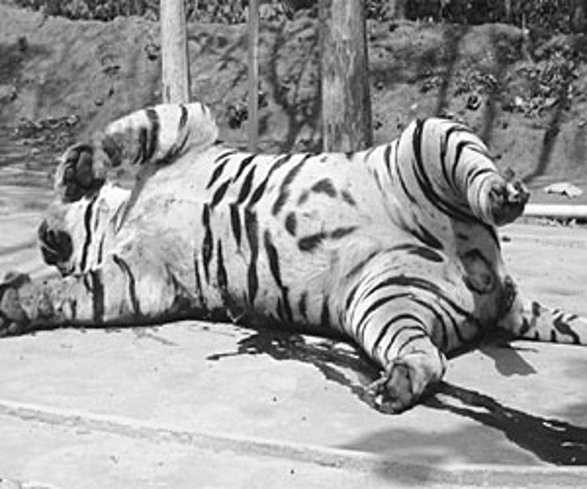 Tiger Deth Mystery shrouds tiger death