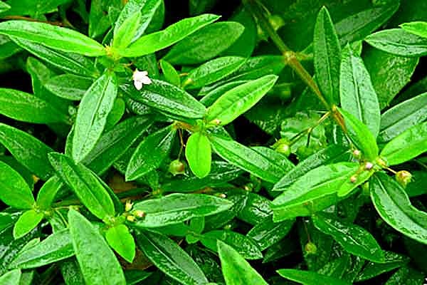 Wayside beautification kills medicinal plants