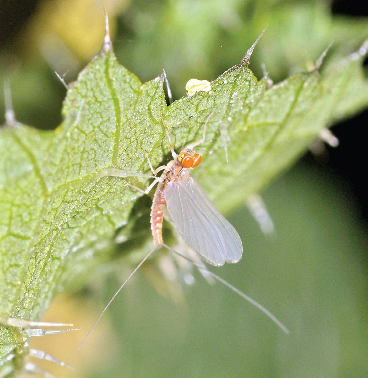 A mayfly in the month of March