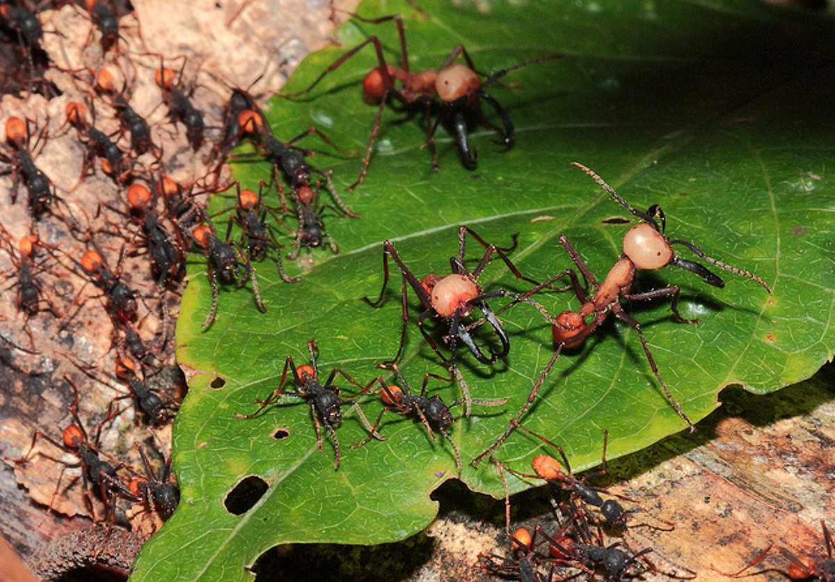Ants learnt farming 60 million years ago; man 10,000 years back