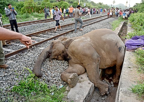Yet another elephant killed in Coimbatore train accident