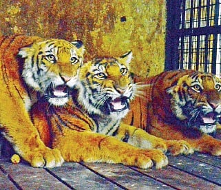Zoo to swap animals to avoid inbreeding