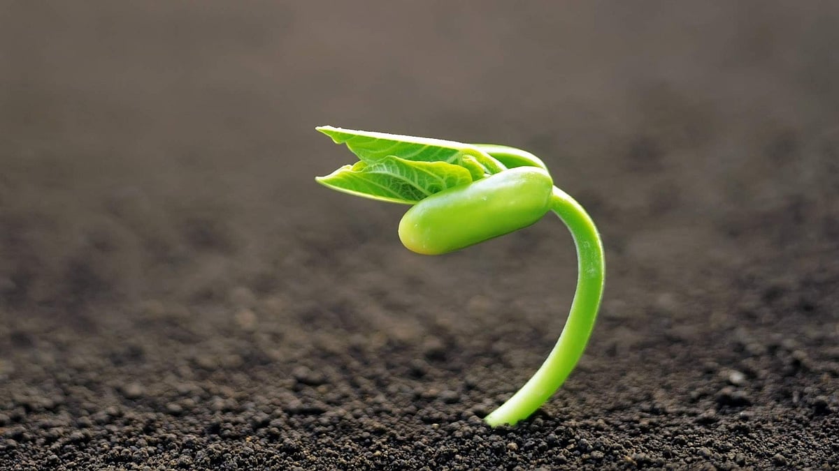 US Army plans to use biodegradable bullets that sprout plants
