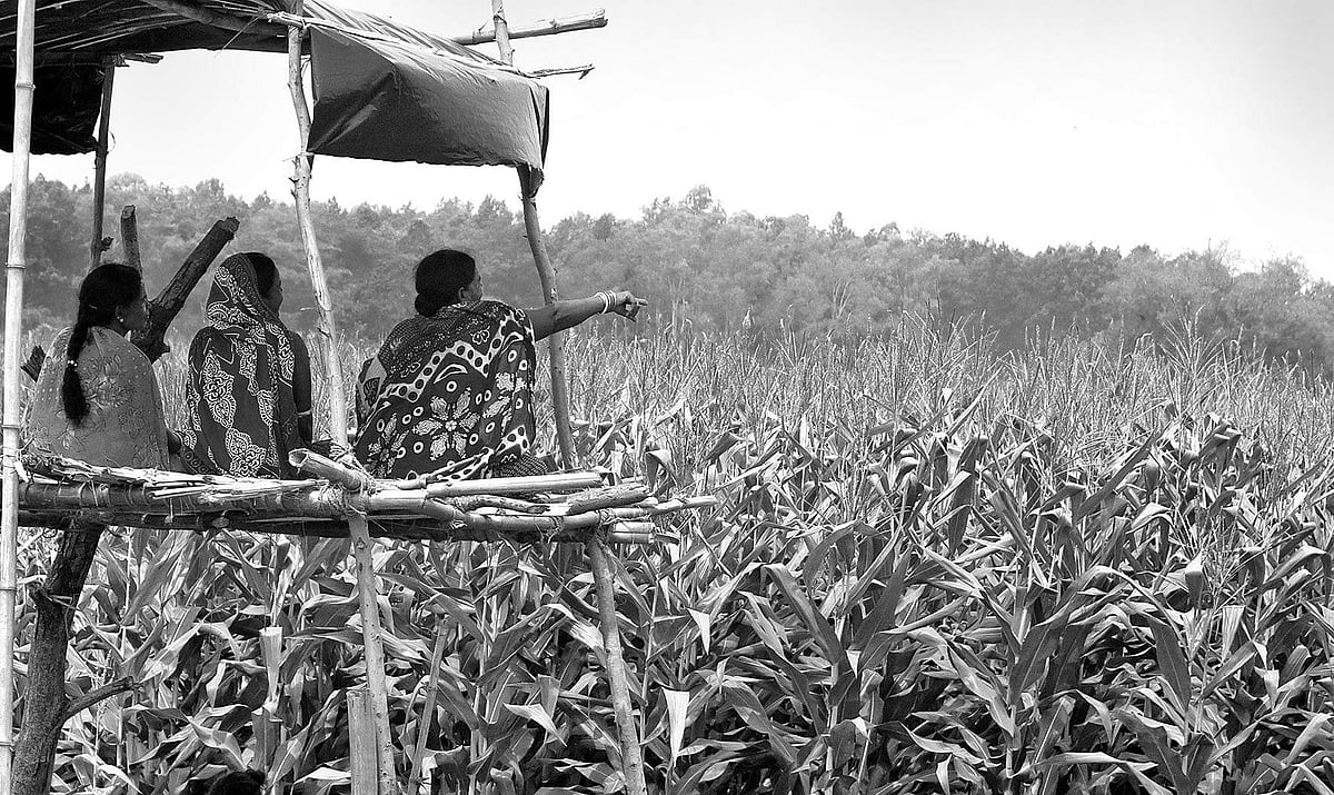 Amazing success by women in maize