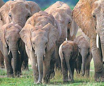 Elephants killed 199 people in last five years