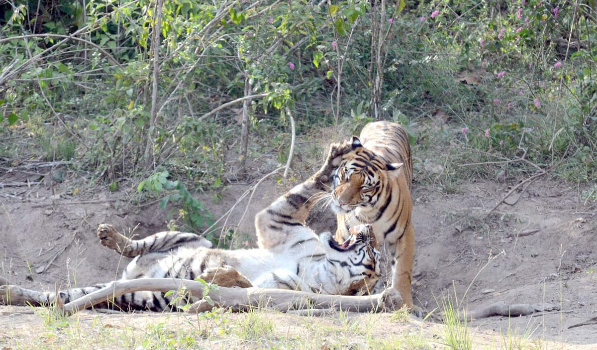 Tigress injured in fight near Bandipur Tiger Reserve, tourists busy ...