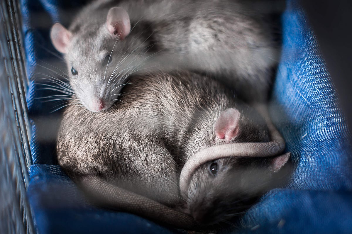 Rats may contract Hepatitis to humans, second patient found in Hong Kong