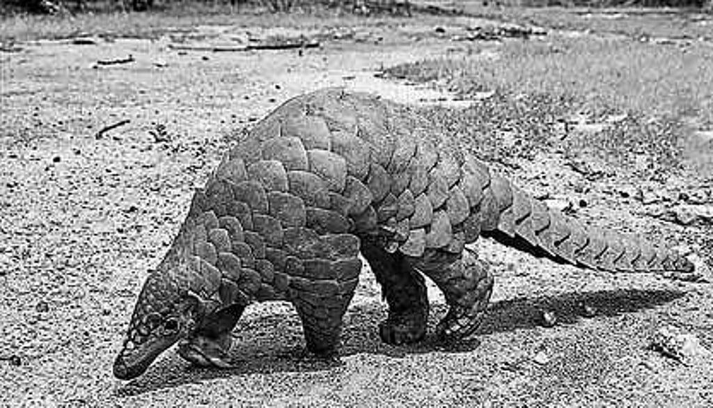 Pangolin population dwindles fast in STR