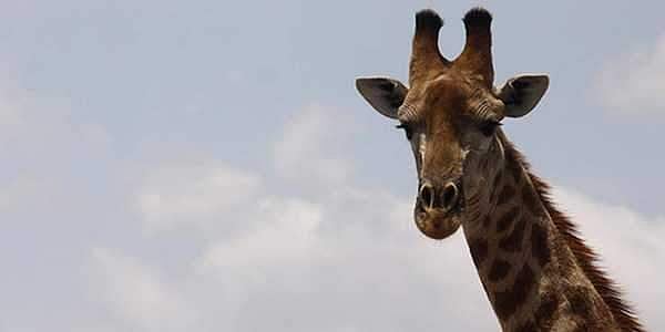 South African filmmaker Carlos Carvalho was killed by a giraffe