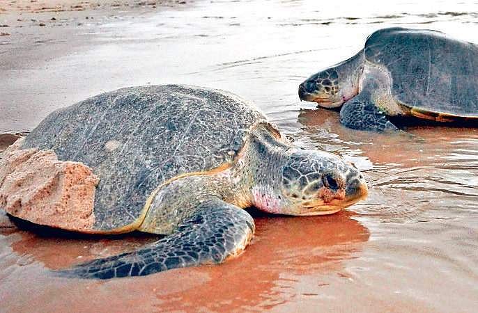 66 offshore patrolling camps for Olive Ridley turtles in Odisha