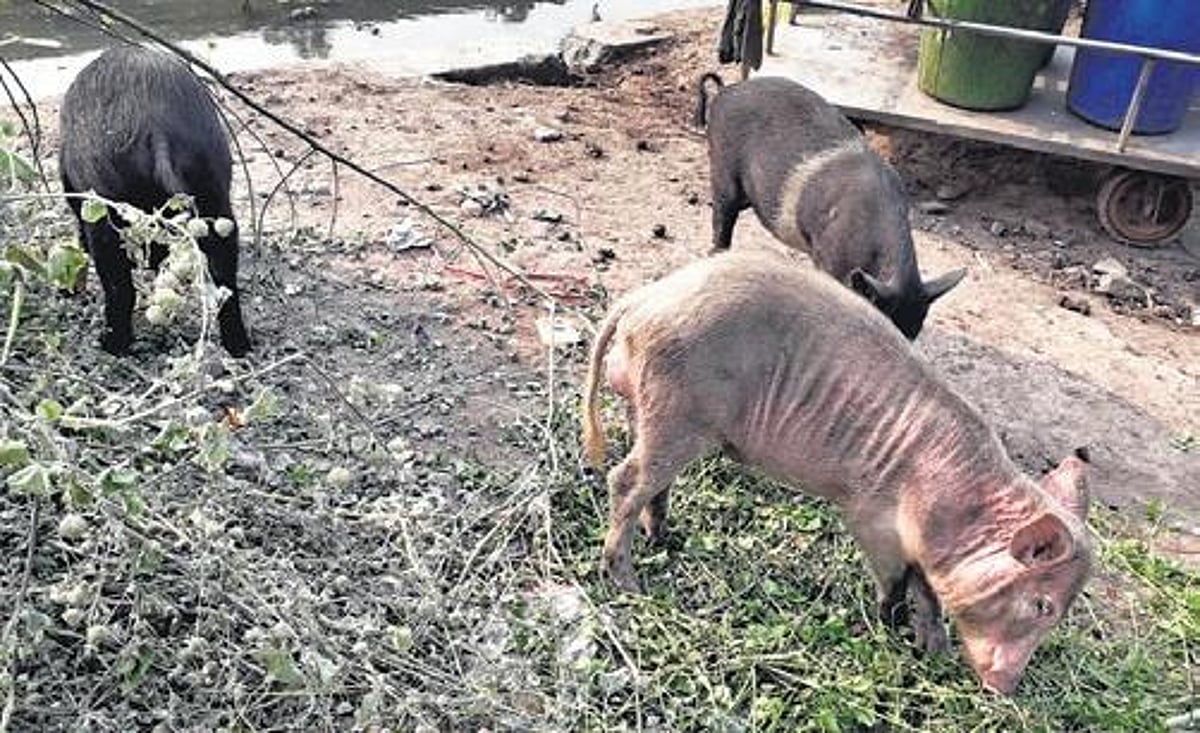 Farmers protest against pig menace at Ettayapuram, demand Rs 25k per ...