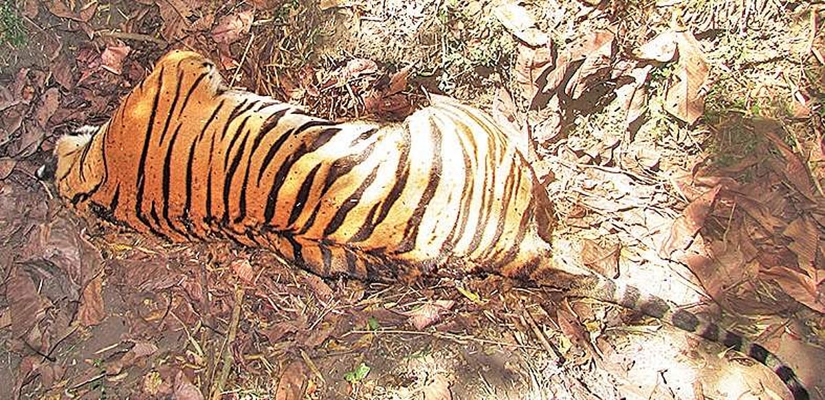 Pregnant tigress found dead in Bhadra Reserve