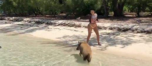 WATCH | Kim Kardashian's funny encounter with Bahamas pigs
