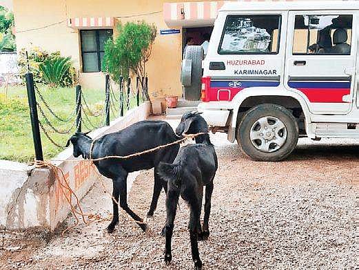 Goats eat HH saplings, end up in police station