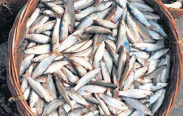 Seafood to be home-delivered by Karnataka fisheries department