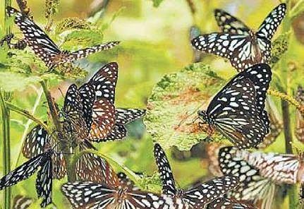 Butterfly Festival: Behold the sight of fluttering beauties from November 7