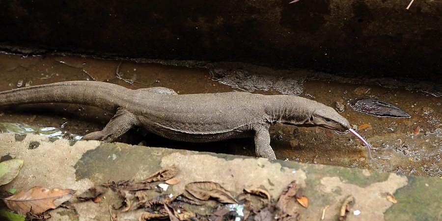 Youth held for cooking monitor lizard in Medak