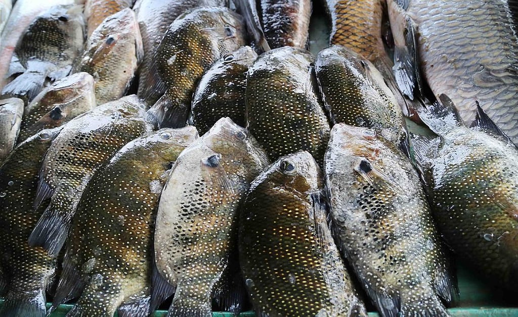 Something fishy? Despite huge demand, karimeen farming in Kerala in the ...