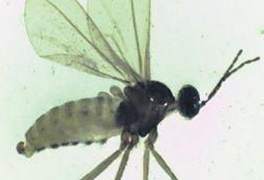New insect species found near Singanallur Lake