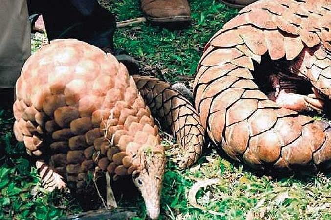 It’s high time to create awareness on saving pangolins from extinction