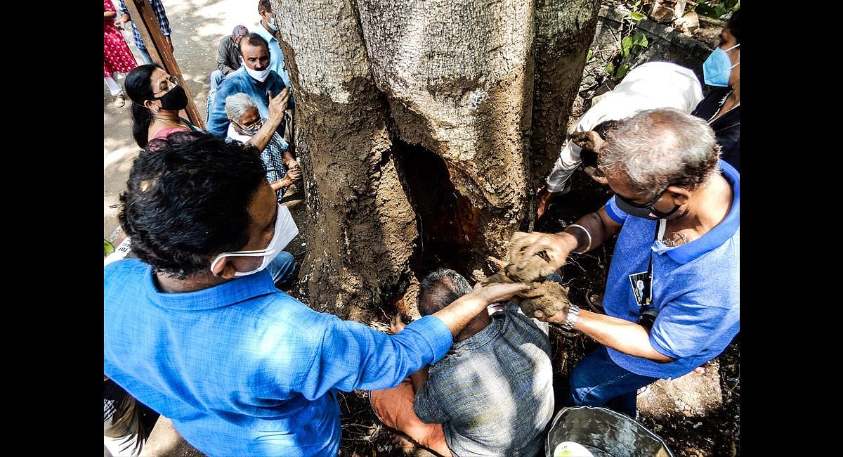 Second edition of ‘tree healing’ begins