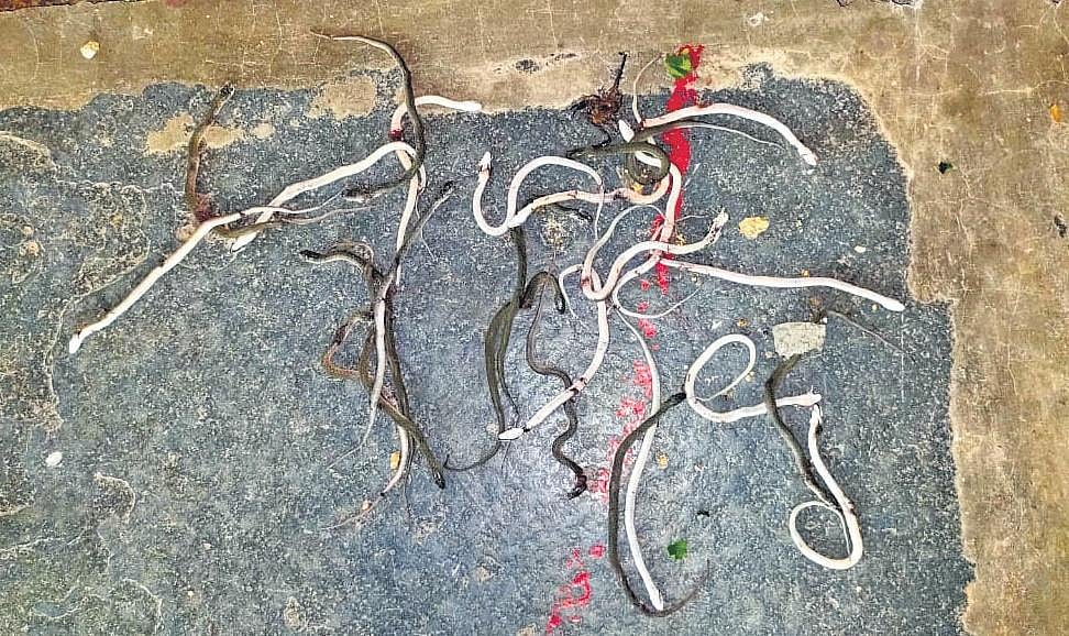 30 snakelets, 2 scorpions spotted inside Anganwadi