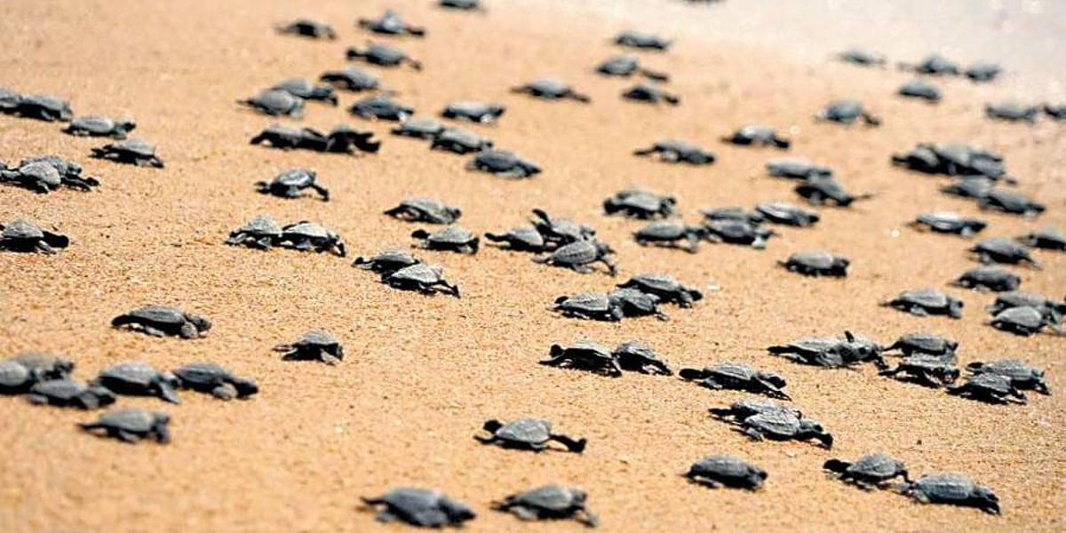 Gahirmatha comes alive as baby Olive Ridleys emerge from shells