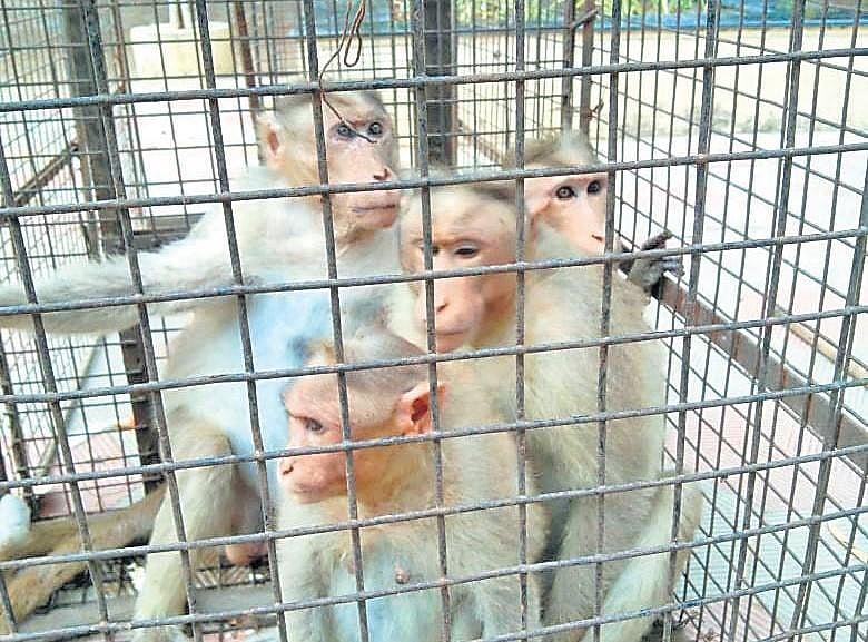 Fresh animal conflict at IIT Madras, staff allege ‘monkey’ attacks